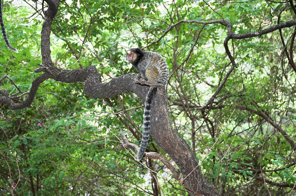 Cipo Mormoset-10.jpg - Tufted-ear Marmoset (Clitoris jacchus), Brazil 2005